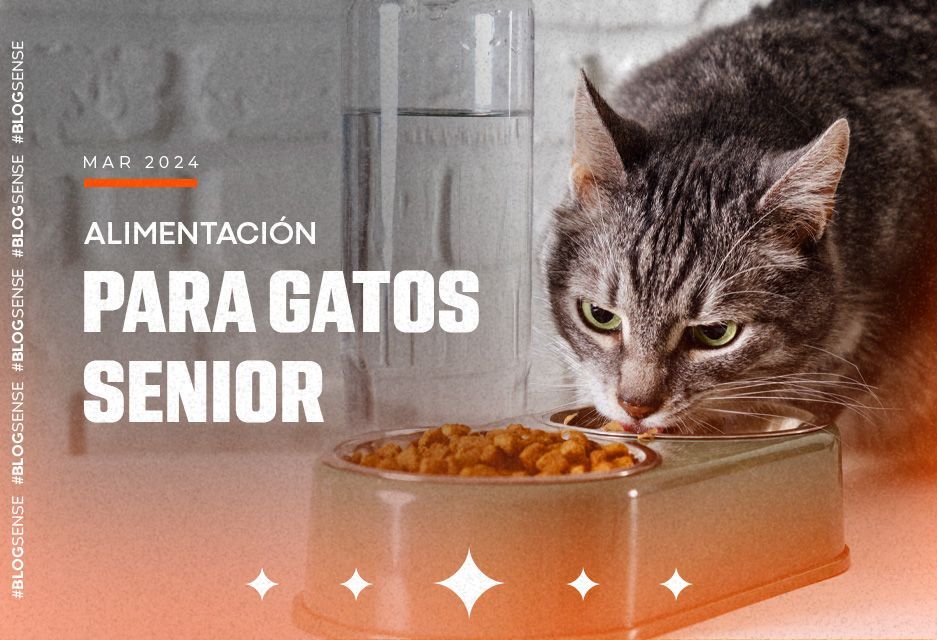 Alimentación para gatos senior